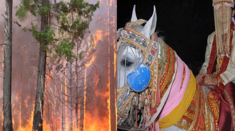 Champawat News Latest