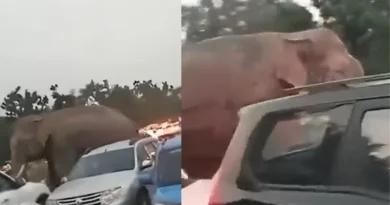 हरिद्वार ट्रैफिक में आया हाथी का वायरल वीडियो