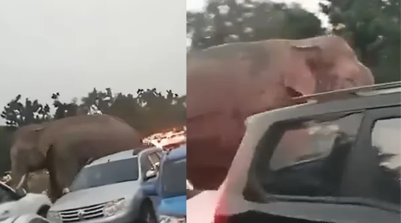 हरिद्वार ट्रैफिक में आया हाथी का वायरल वीडियो