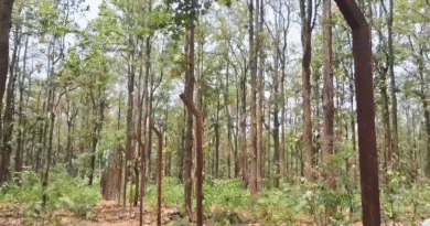 Khalanga forest construction halted