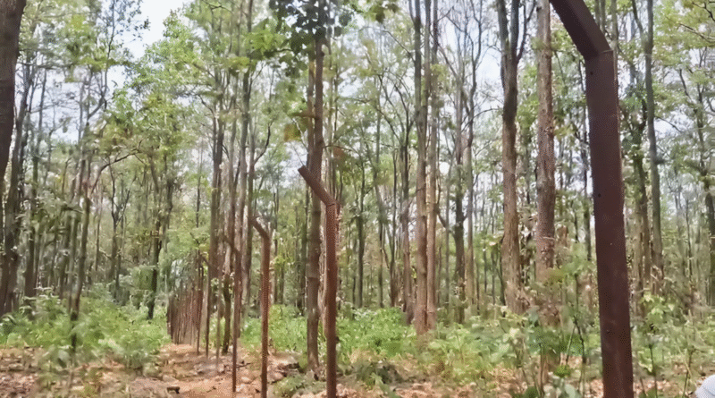Khalanga forest construction halted