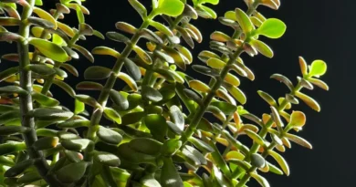Plants Vastu Tips